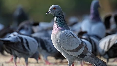 Pigeon Meat : मुंबईतील रहिवाशांनी रेस्टॉरंटला पुरवले कबुतराचे मांस; आठ जणांना अटक