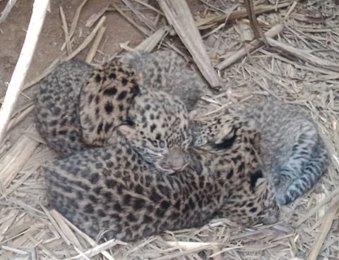 पिंपरखेडमध्ये ऊसाच्या शेतात आढळले चार बछडे, नागरिकांमध्ये भीती