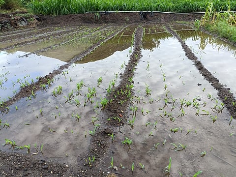 शेतकरी अस्मानी आणि सुलतानी संकटांच्या मालिकेने हतबल