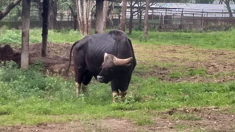 पुणे: कात्रज प्राणिसंग्रहालयातील गव्याची प्रकृती गंभीर, वैद्यकीय अधिकारी, वरिष्ठ अधिकार्यांची धावाधाव
