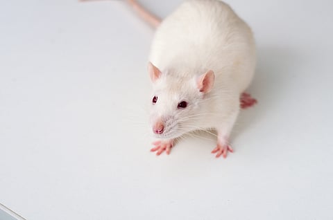 पिंपरी : अबब! तब्बल 12 लाखांचे उंदीर ; पालिकेकडून प्राणिसंग्रहालयातील सापांच्या खाद्यासाठी खर्च