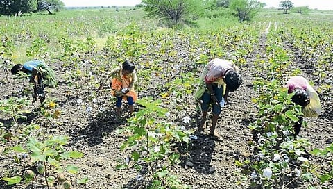 बीड: कापूस वेचणीला मजूर देता का मजूर? : शेतकरी चिंताक्रांत