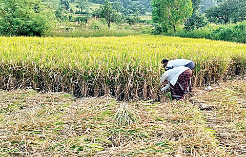 तळेगाव दाभाडे : खरीप भात पिकाची कापणी 90 टक्के पूर्ण