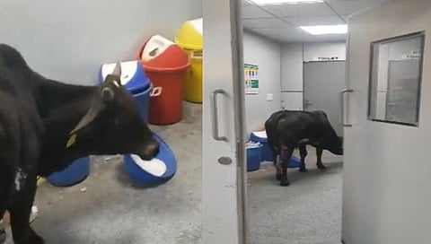 Cow Reached ICU Ward : विना अडथळा गाय पोहचली थेट रुग्णालयाच्या अतिदक्षता विभागात; व्हिडिओ व्हायरल