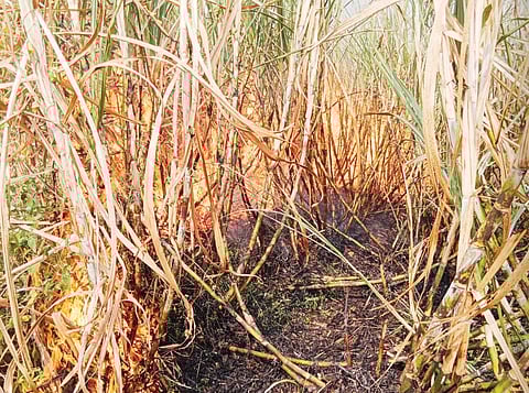 जवळ्यात 35 एकर उसाला आग ; शेतकर्यांचे लाखो रुपयांचे नुकसान
