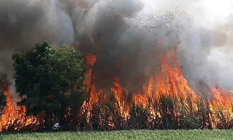 शेवगावात दहा एकर ऊस भस्मसात