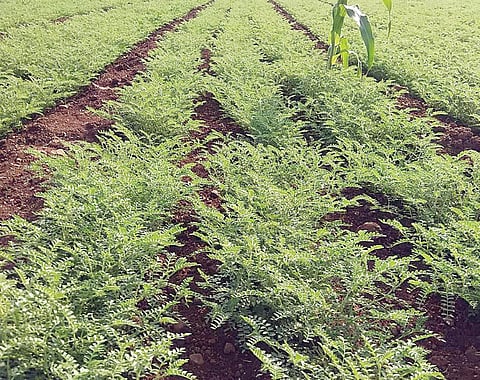 पुणे : राज्यात यंदा हरभर्याचे बंपर उत्पादन; 29 लाख हेक्टरवर उच्चांकी पेरणी