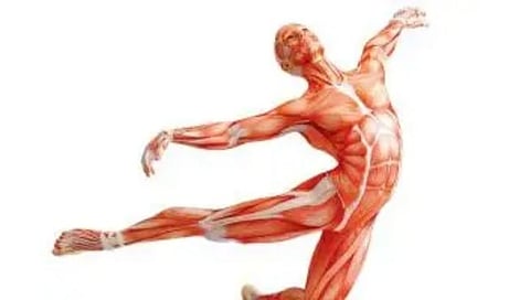 Health : स्नायूंच्या आरोग्याची चिंता वाटतेय? समतोल आहाराचे सेवन करत उतारवयातही तंदुरुस्त रहा