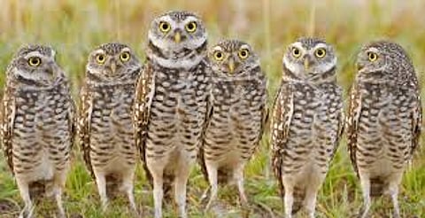 पुणे: पिंगोरीमध्ये उद्यापासून घुबड उत्सव, भारतातील तिसरा उलूक उत्सवइला फाऊंडेशनतर्फे आयोजन