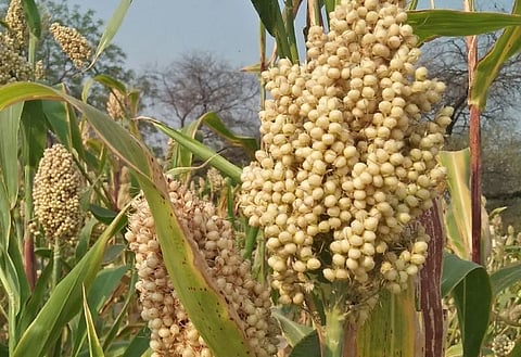 वाल्हे परिसरात ज्वारीचा पेरा घटला