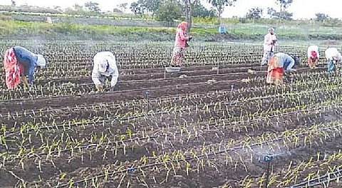 पारगाव : कांदा लागवडींसाठी घरगुती रोपांनाच पसंती