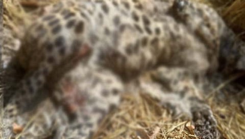 बिबट्याचा मृत्यू