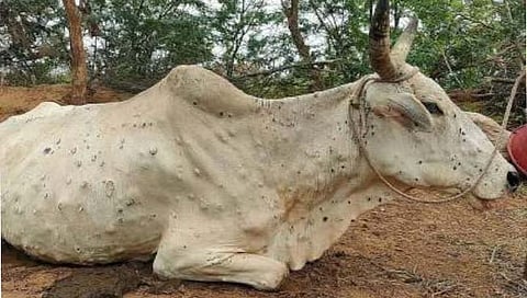 नाशिक : लम्पीपासून वाचण्यासाठी माझा गोठा, स्वच्छ गोठा मोहीम