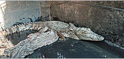 आरे कॉलनीत आढळली मगर; नागरिकांमध्ये खळबळ