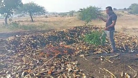 येवला : कोळगाव येथे माजी सैनिक असलेल्या शेतकऱ्याच्या शेतात आगीत भस्मसात झालेली मका. (छाया : अविनाश पाटील)