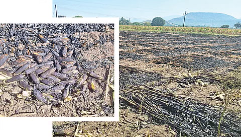 देवळा : वाजगाव येथे शॉर्टसर्किटमुळे लागलेल्या आगीत जळून खाक झालेल्या मक्याची कणसे व चारा.