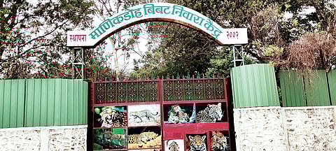 माणिकडोह बिबट केंद्राचे विस्तारीकरण कधी होणार?