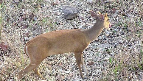 चंद्रपूर : भेकराची शिकार केल्याप्रकरणी १० संशयीत आरोपींना अटक