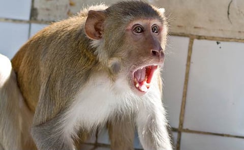 लेण्याद्री : शिवनेरीवर सहा वर्षांच्या मुलावर माकडाचा हल्ला