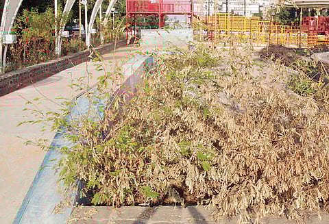 पिंपरी : शहरातील ‘8 to 80’ पार्कची लागली वाट !