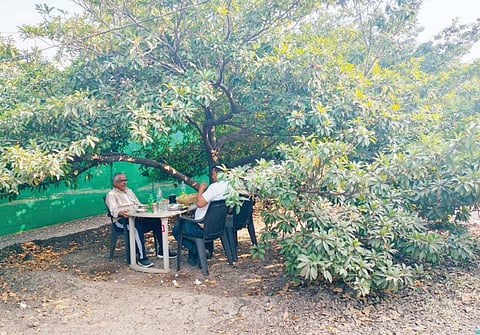 पारनेर : चिकूच्या बागेत मटणाला ‘बहर’..!