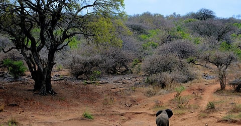 पुणे : वन्यप्राण्यांच्या शिकारीवरील बंदी उठवा; पर्यावरणाच्या हानीमुळे वन्यप्राणी लोकवस्तीकडे