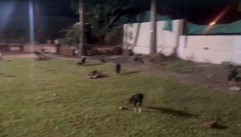 रायगड: कोंबड्यांची झुंज लावणार्या टोळीचा पर्दाफाश, ३४ जणांना अटक