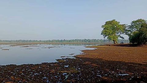 सारस पक्षी