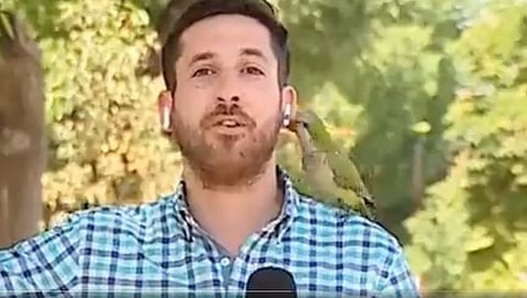 Funny Viral Video : पोपटाने पळवला पत्रकाराच्या कानातील ‘एअरपॉड’ (पाहा व्हिडिओ)