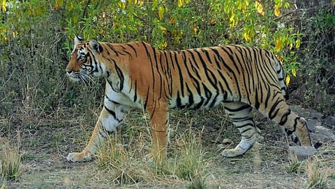 चंद्रपूर : वाघाच्या हल्ल्यात शेतकरी महिला ठार