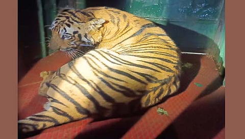 पट्टेदार वाघ जेरबंद