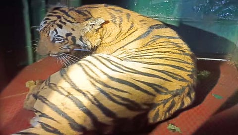 चंद्रपूर : ब्रम्हपूरी तालुक्यात पट्टेदार वाघ जेरबंद; आवळगाव शेतशिवारात घेतला होता महिलेचा बळी