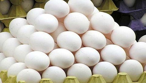 अंडी महागली; किरकोळ बाजारात ७ रुपये दर (Egg Rate)