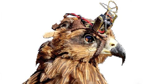 पाकिस्तानी, चिनी ड्रोन पंजा मारून पाडणार ‘अर्जुन’, म्हणायला ससाणा, पण आहे फार शहाणा!