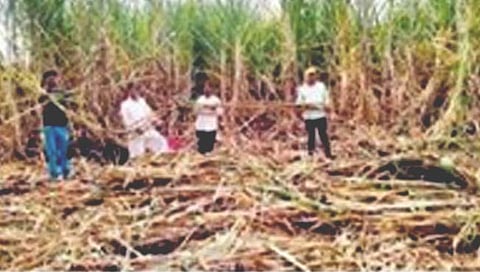 सातारा : अबब… ४५ गुठ्यांत १४० टन ऊस