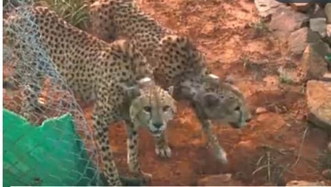 Cheetah Reintroduction : देशात अजून १४ चित्ते आणणार : केंद्रीय मंत्री अश्विनीकुमार चौबे