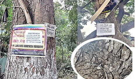 नाशिक : झाडांना खिळ्यांच्या वेदना, मनपा कारवाई करेना