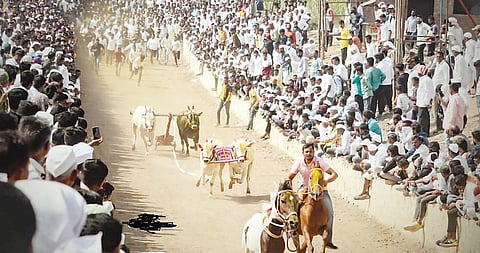 टाकवे बुद्रुक येथे धावले 467 बैलगाडे