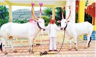 ‘सोन्या अन छब्या’ ला ‘लम्पी’ने गाठले; पुकळेवाडीतील दोन बैलांचा मृत्यू चटका लावणारा