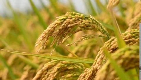 भंडारा : क्विंटलमागे ४२८ रुपयांचाच बोनस; शेतकऱ्यांचा सरकारविरोधात नाराजीचा सूर