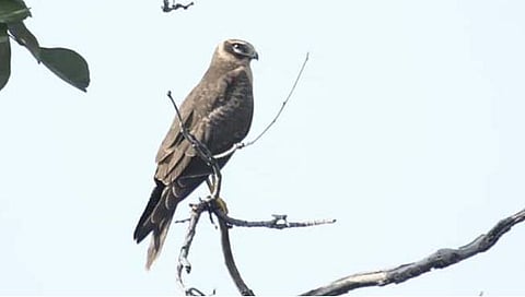 हिंगोली : युरोपातील ‘भोवत्या’चा वडहिवर्याच्या जंगलात मुक्काम; पक्षी प्रेमींसाठी पर्वणी