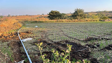 बीजमाता पद्मश्री राहीबाई पोपेरे यांचे शेत.