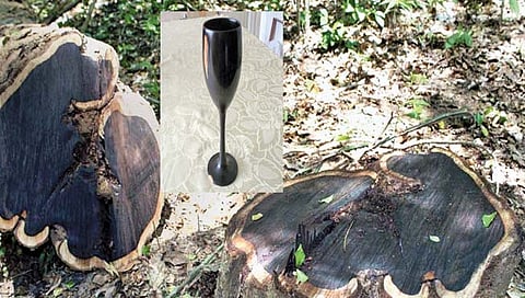 चंदनापेक्षाही महागडे लाकूड! किंमत वाचून थक्क व्हाल…