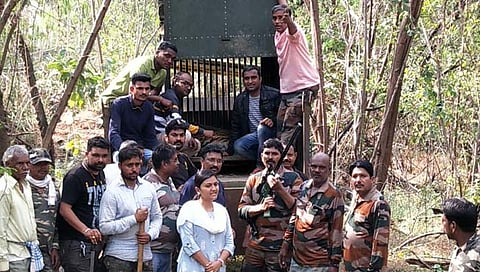 चंद्रपूर : अखेर ऊर्जाग्राम परिसरातील वाघ जेरबंद