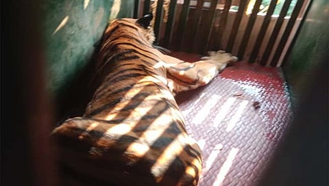 चंद्रपूर : नागभीड तालुक्यात चोघांचा बळी घेणारा वाघ जेरबंद