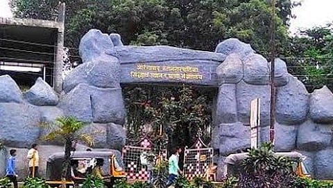 पिवळ्या वाघिणींच्या पाठवणीचा मुहूर्त ठरला; जानेवारीच्या पहिल्या आठवड्यात जाणार गुजरातला