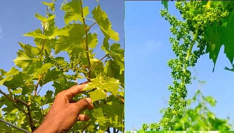 सोलापूर : ढगाळ हवामानाने द्राक्ष उत्पादक शेतकरी चिंतेत