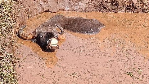 कोल्हापूर : गाळात रुतून गव्याचा मृत्यू; पिल्लू वाचले