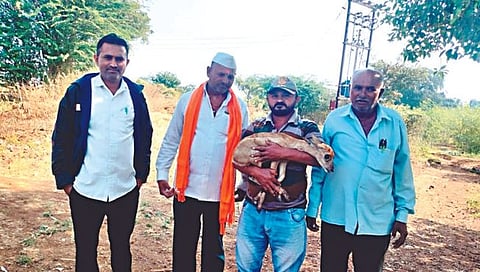 जखमी पाडसाला जीवदान,www.pudhari.news