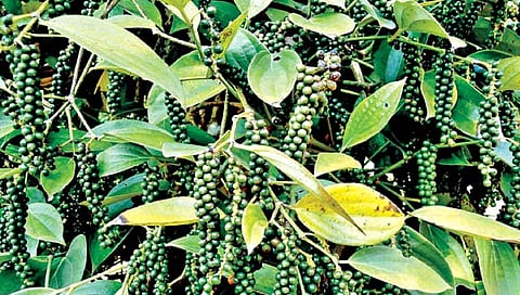 काळ्या मिरीची लागवड